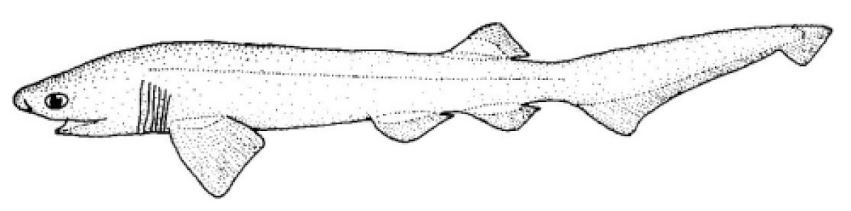 Requin griset