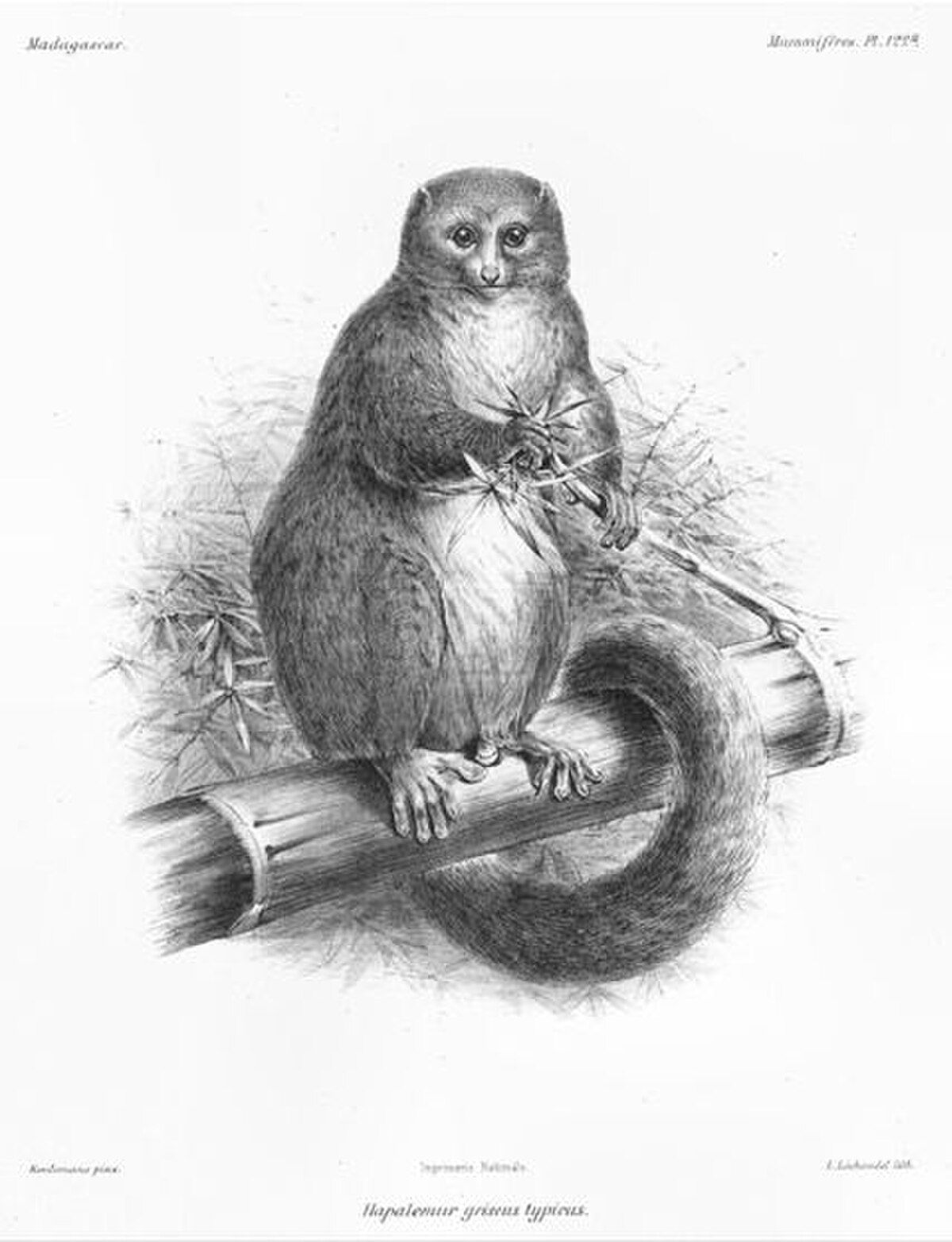 Hapalémur gris