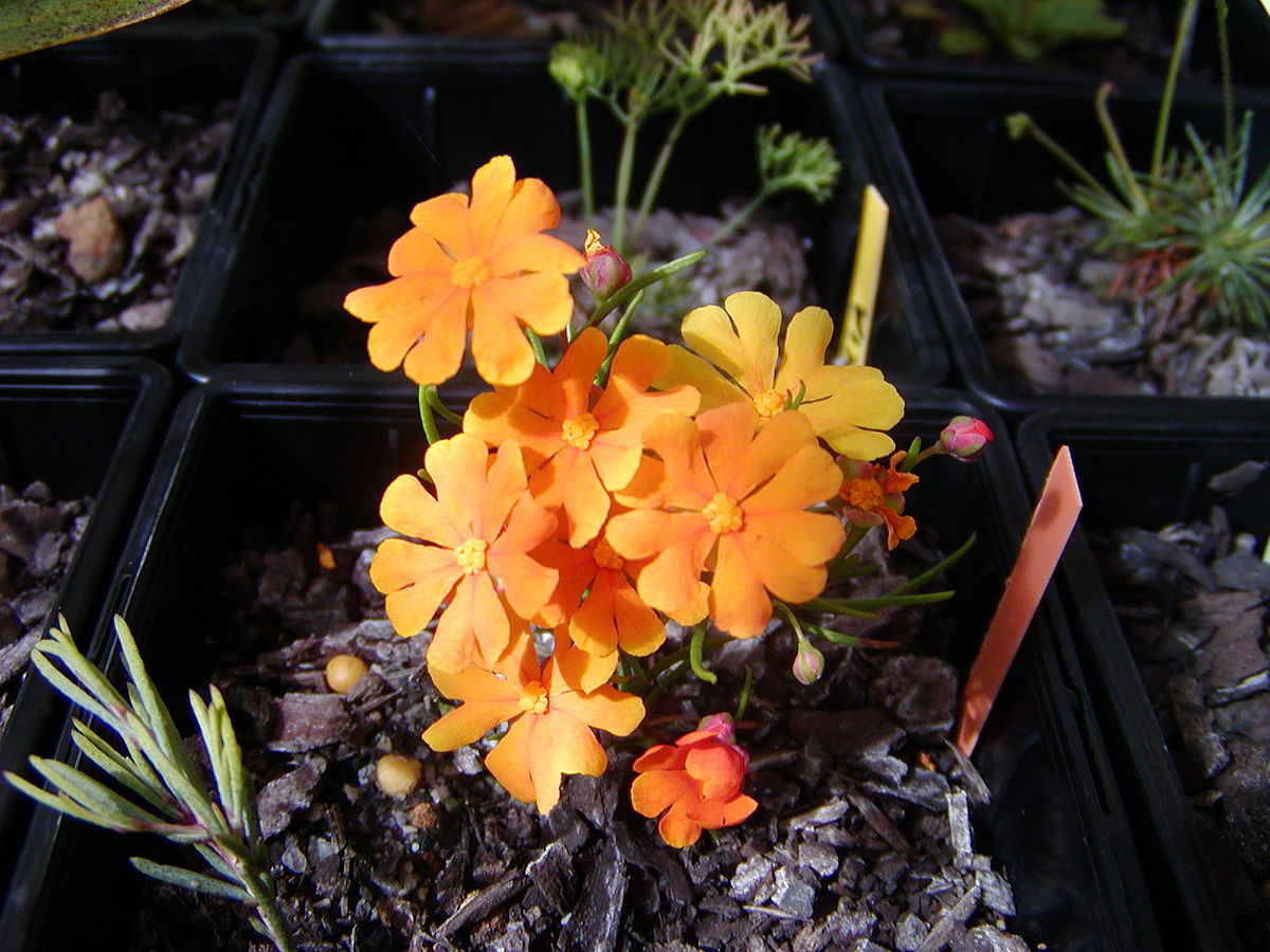 Hibbertia