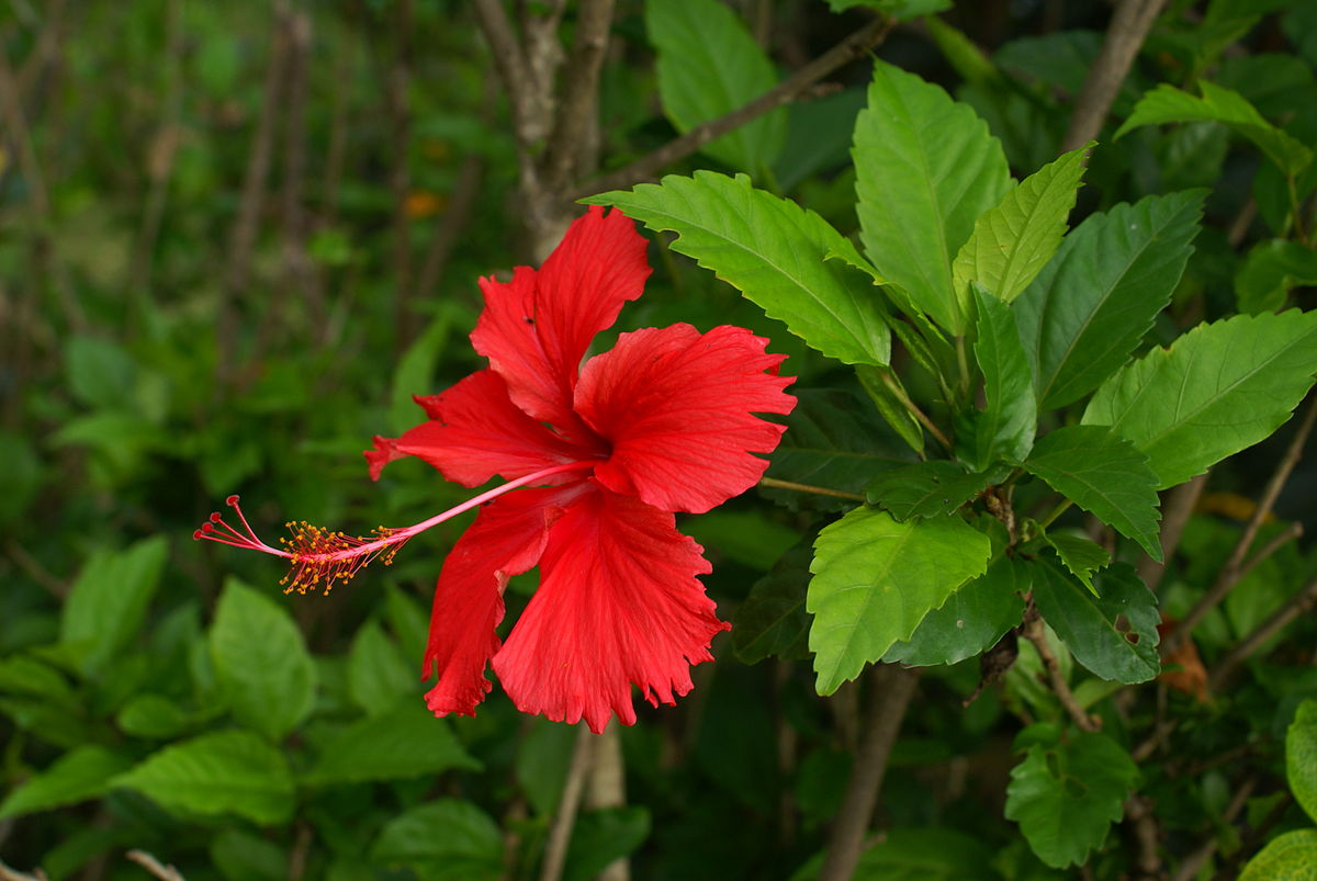 Hibiscus Rose de Chine