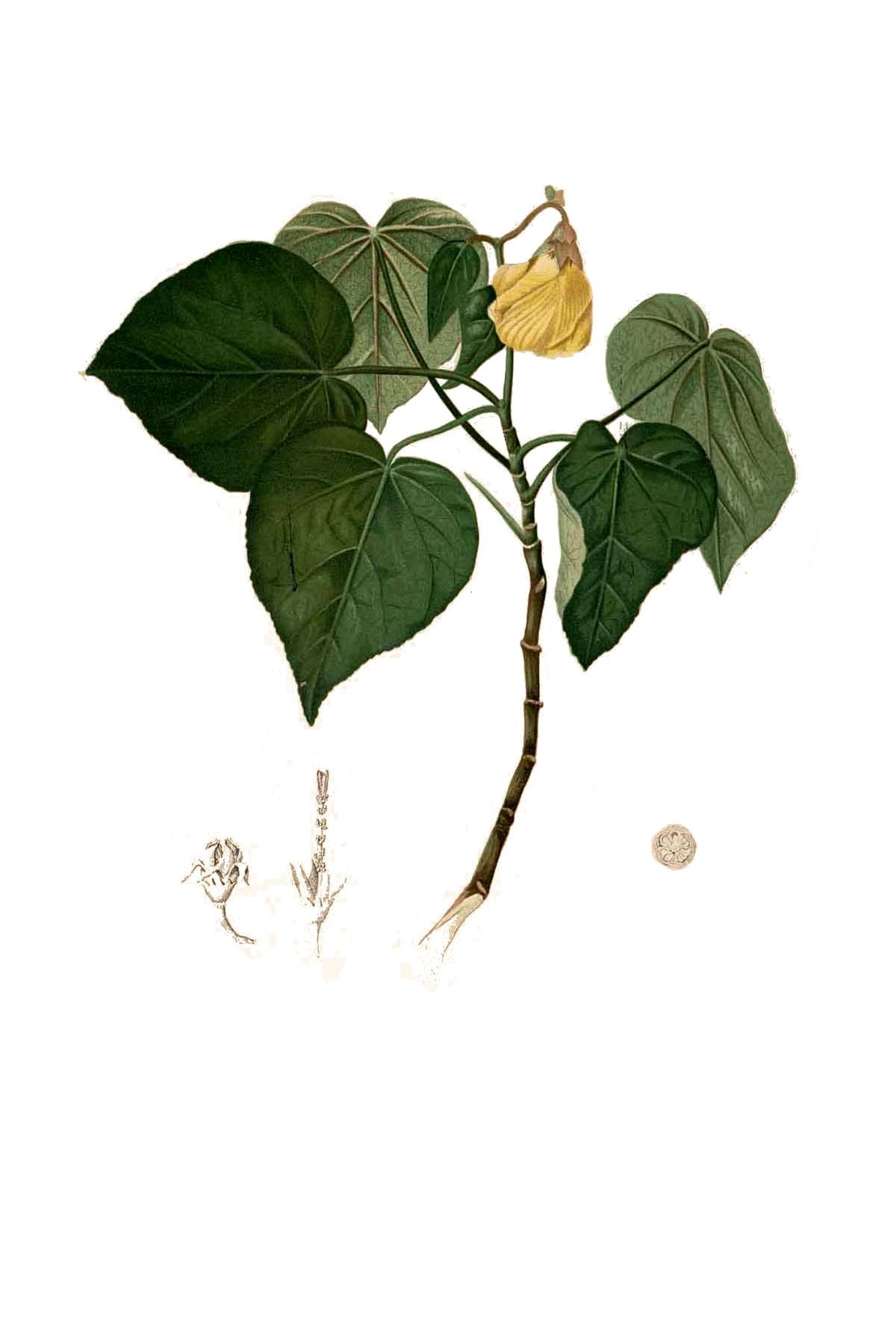 Hibiscus tiliaceus Blanco clean.jpg