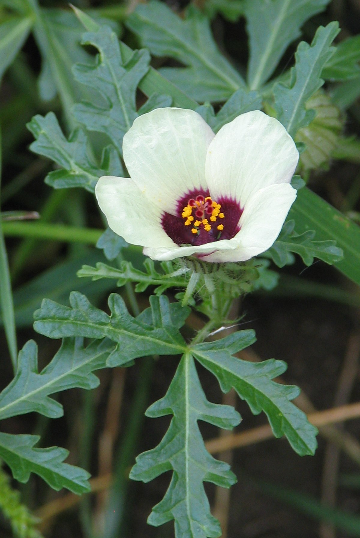 Malvaceae
