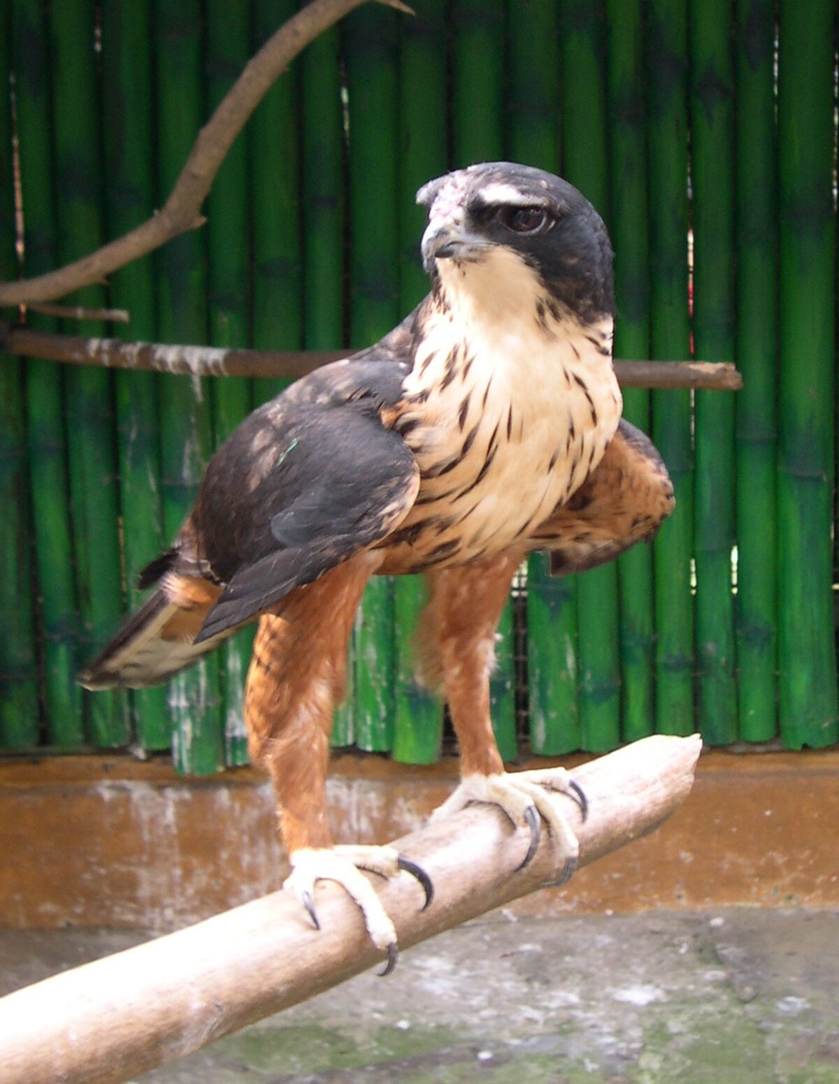 Aigle à ventre roux