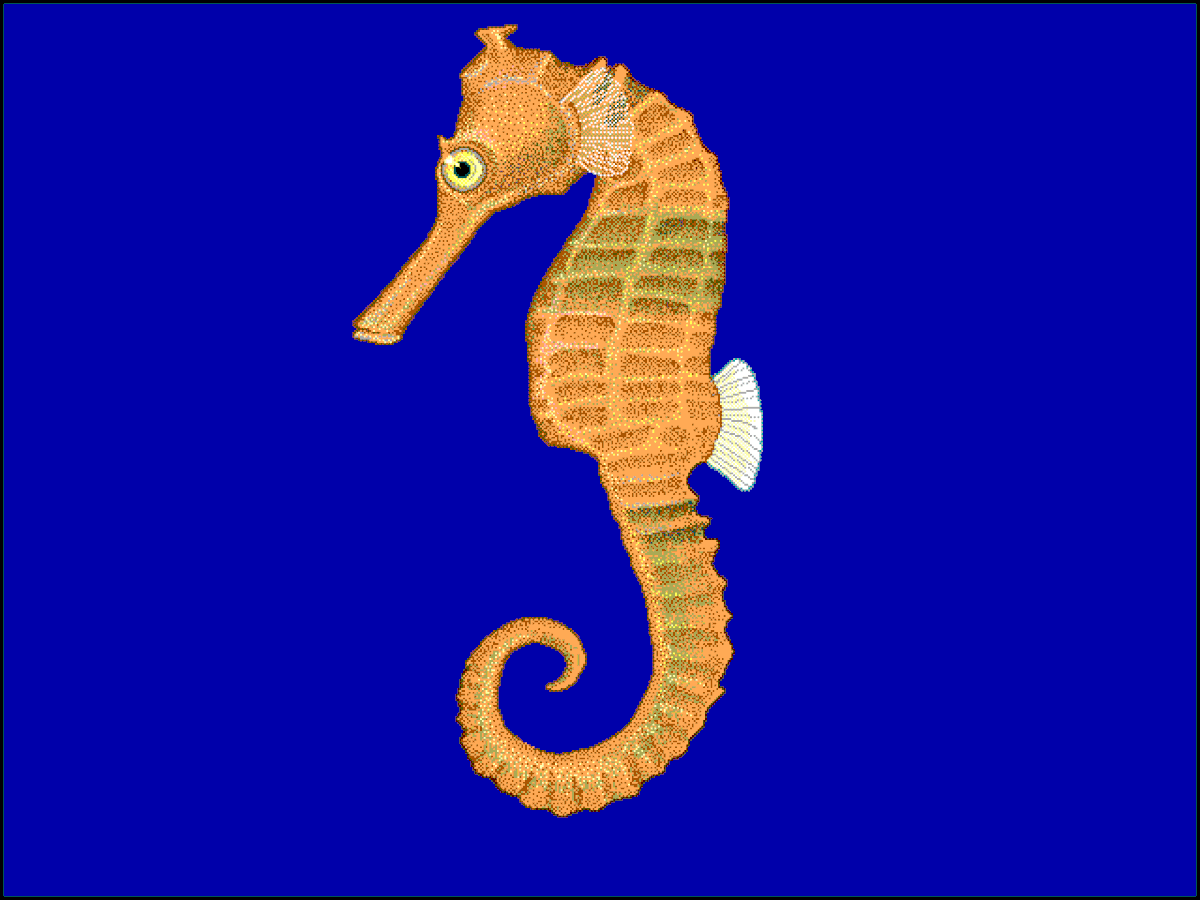 Hippocampus kuda
