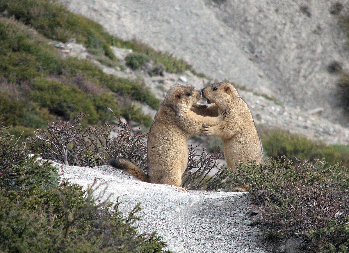 Marmota himalayana