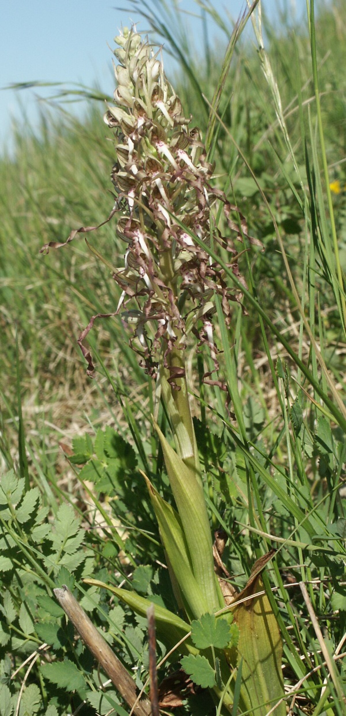 Himantoglossum hricinum plant.jpg