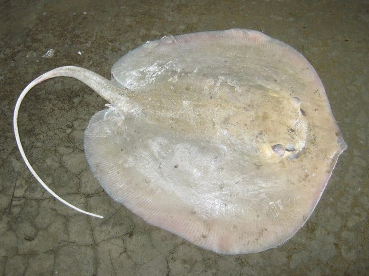 Himantura granulata