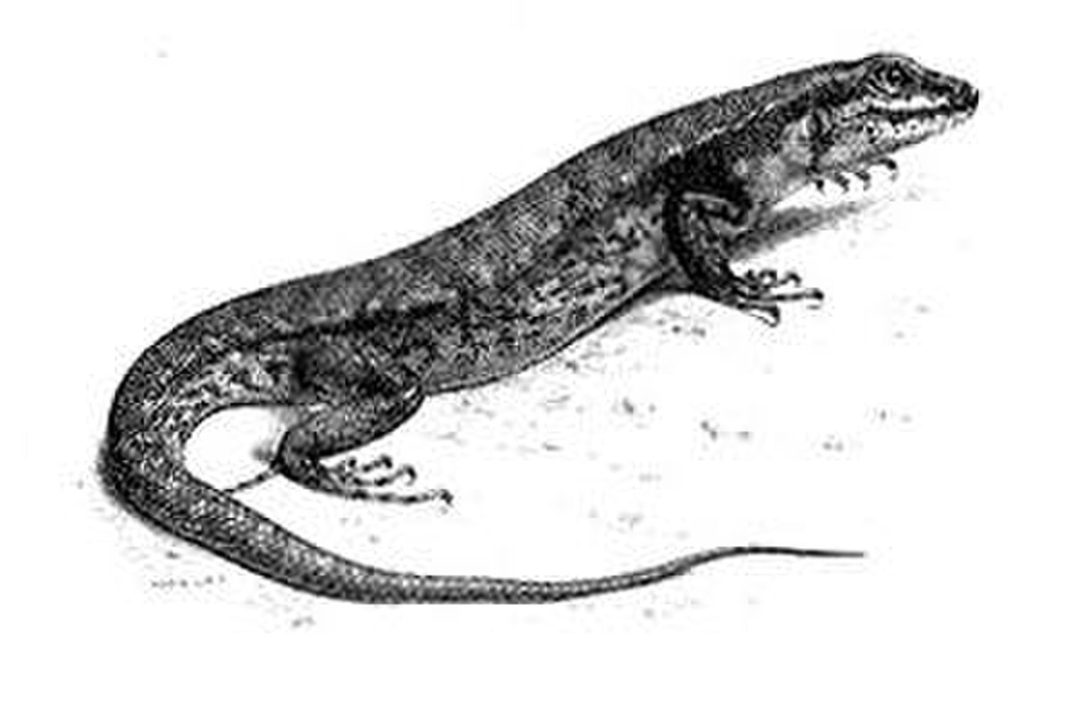 Sphenomorphus
