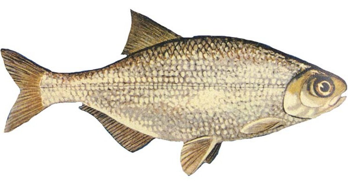 Hiodontiformes
