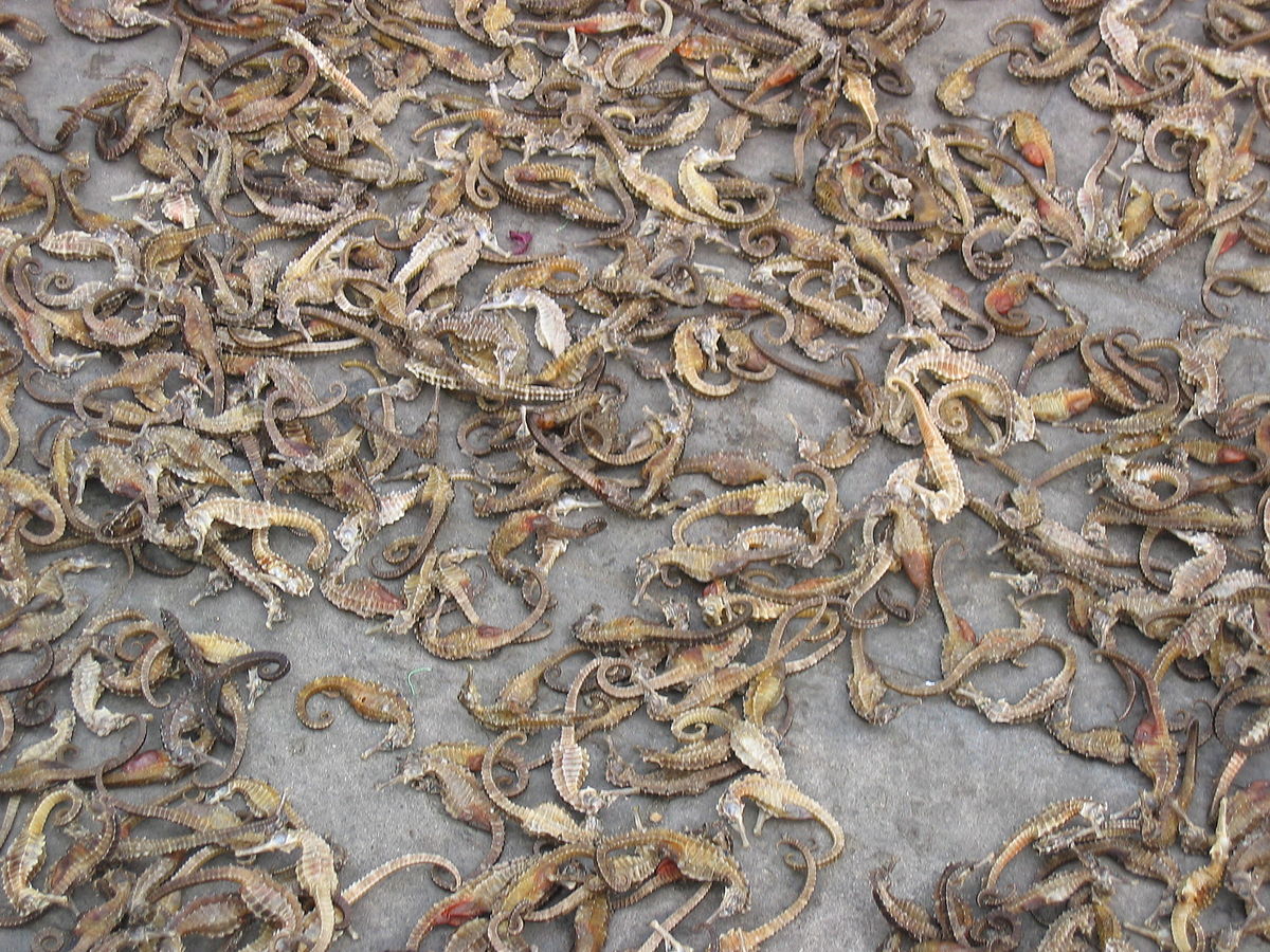 Hippocampes destinés à la pharmacopée chinoise