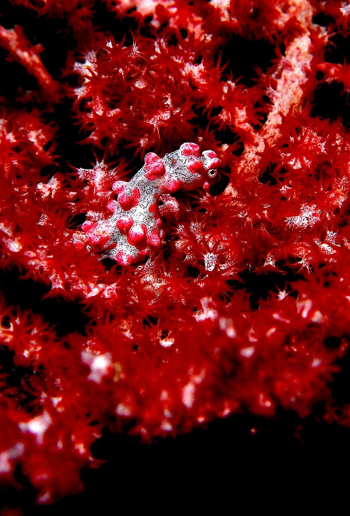 Hippocampus bargibanti