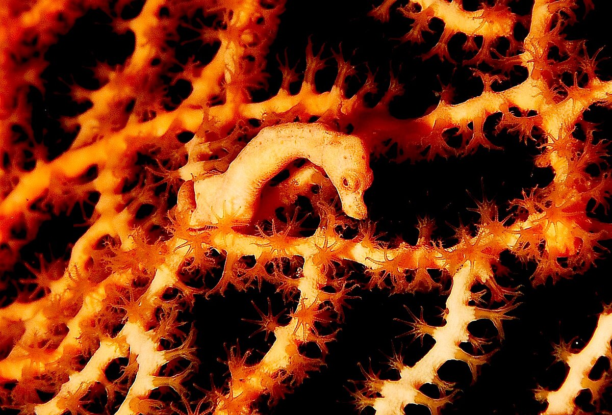 Hippocampus denise