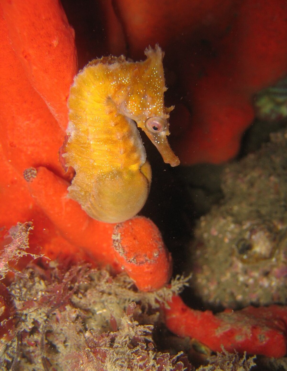 Hippocampus whitei