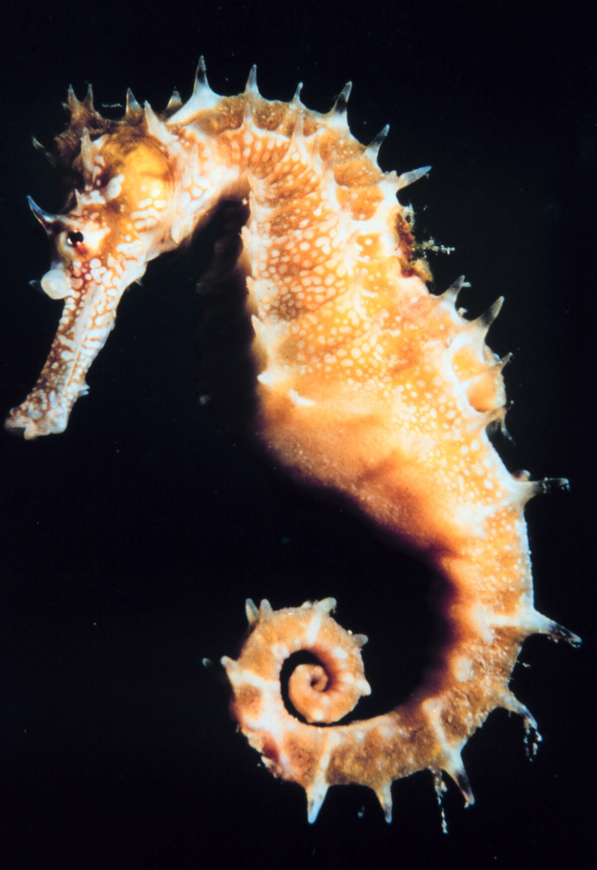 Hippocampe (poisson)