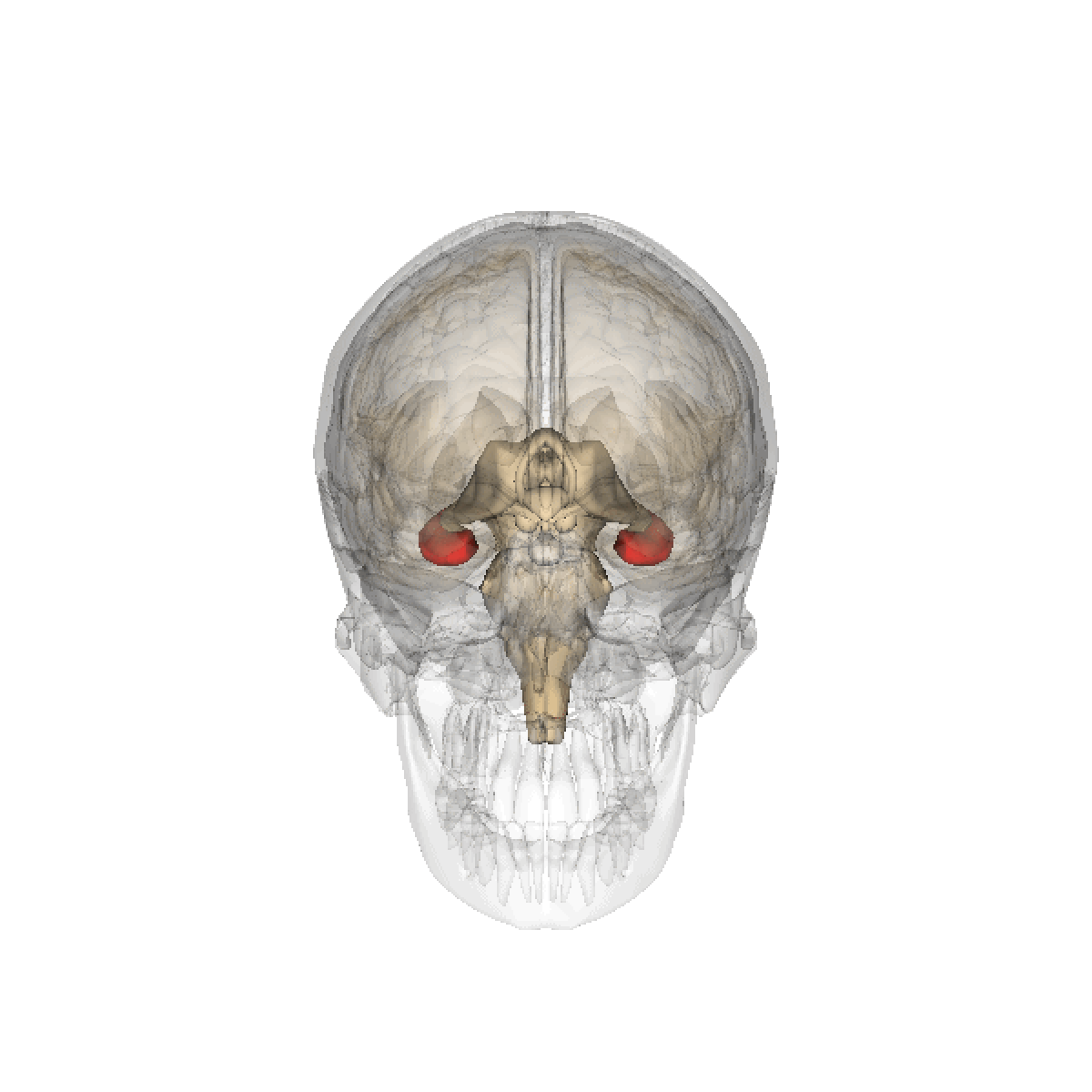 Hippocampe (cerveau)