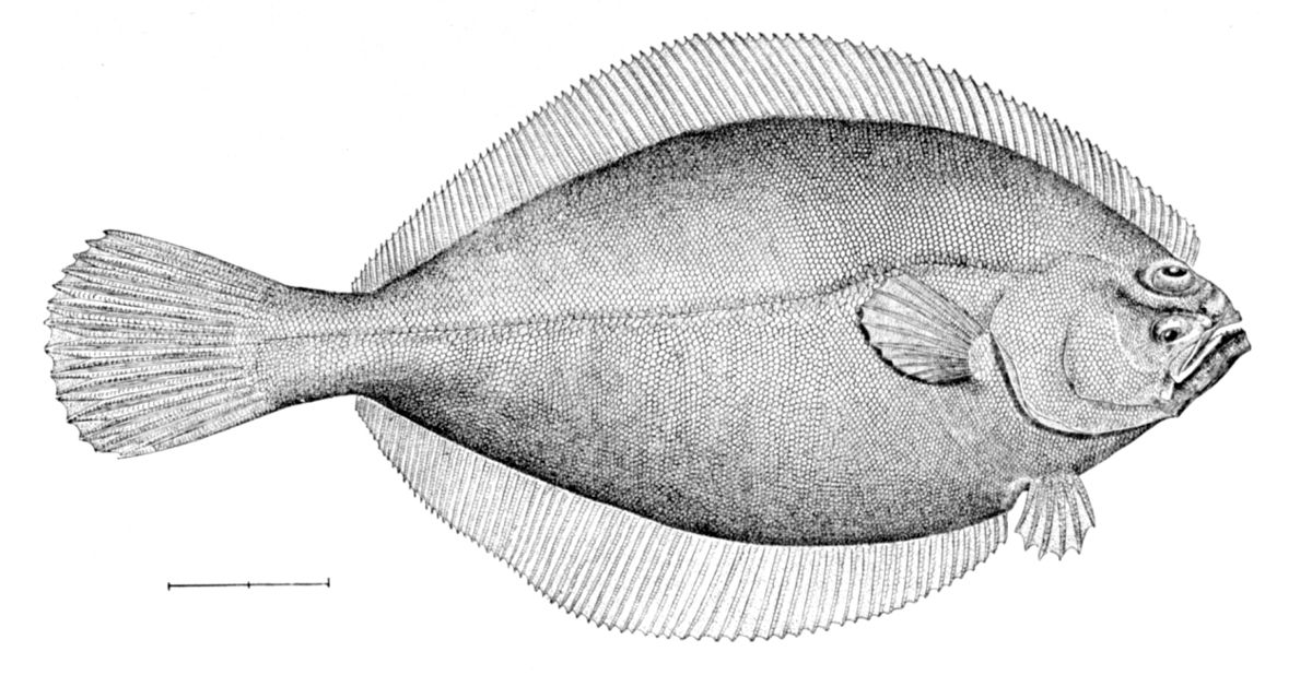 Hippoglossoides