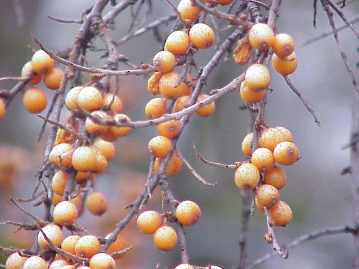 Elaeagnaceae