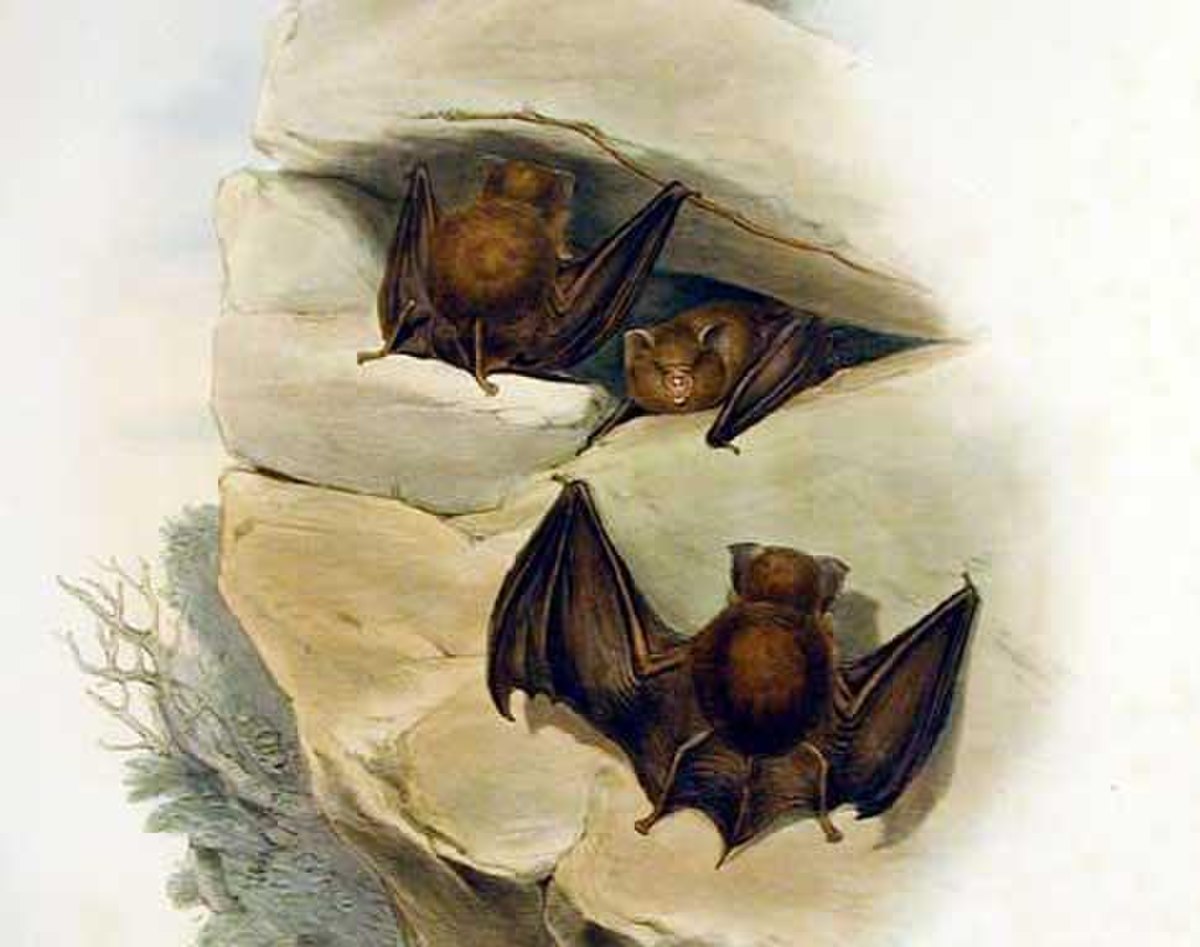 Hipposideros
