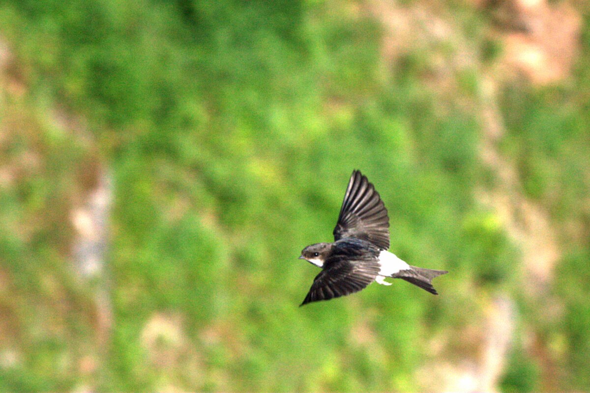 Hirondelle de fenêtre (Delichon urbicum) en vol.jpg