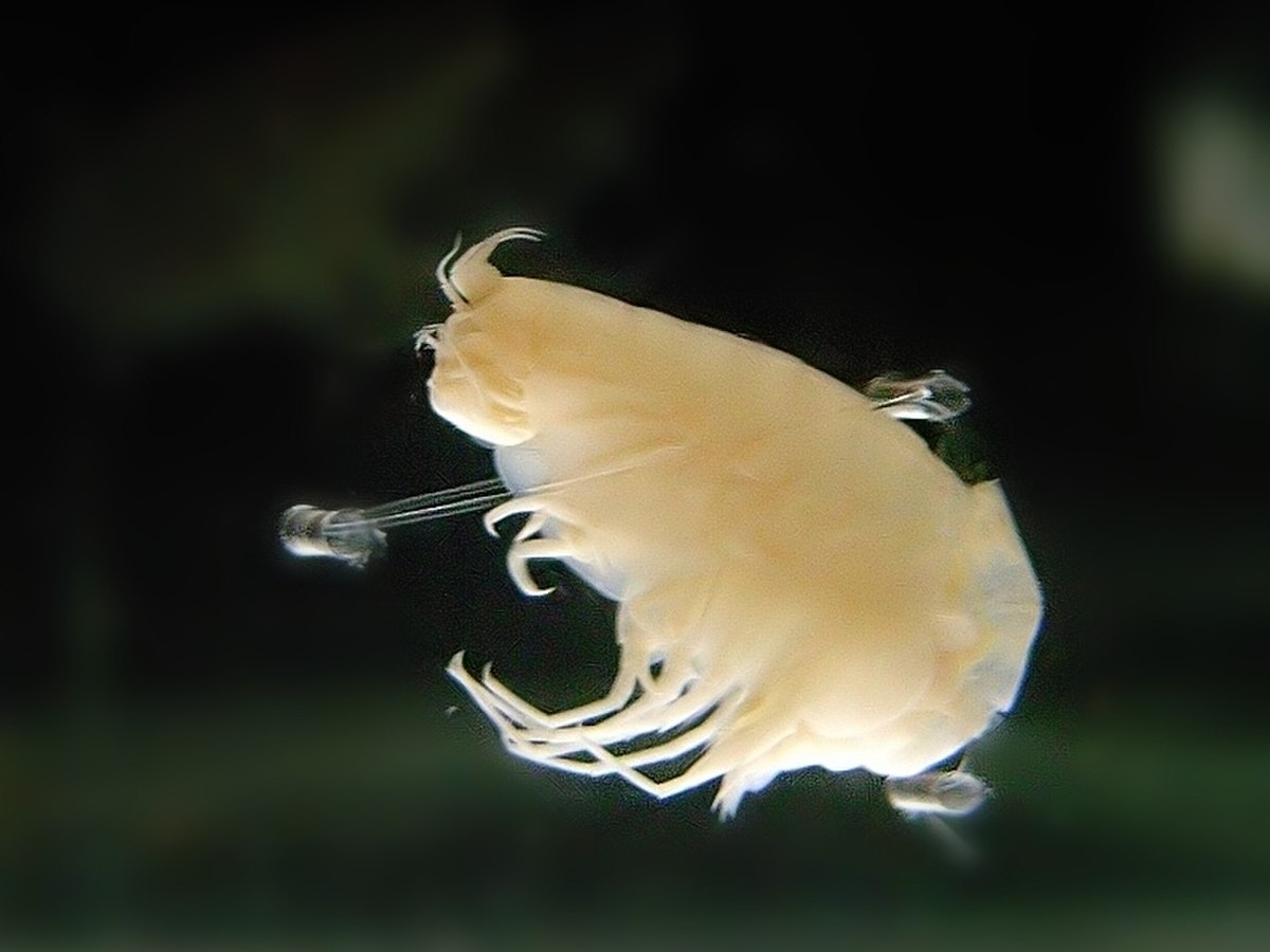 Hirondellea