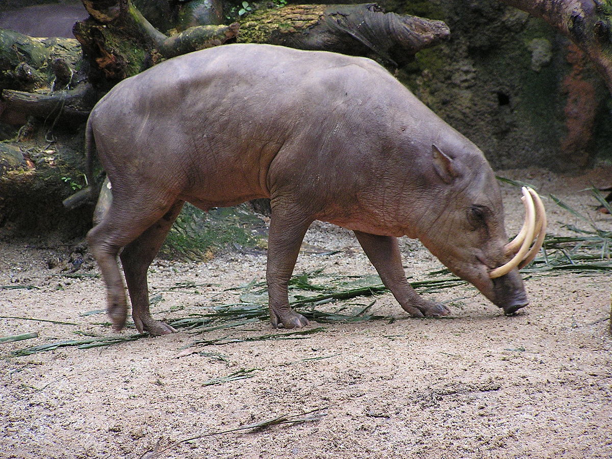 Babiroussa des Célèbes