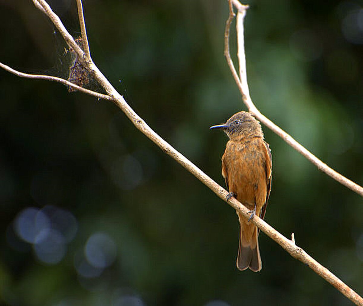 Hirundinea ferruginea.jpg