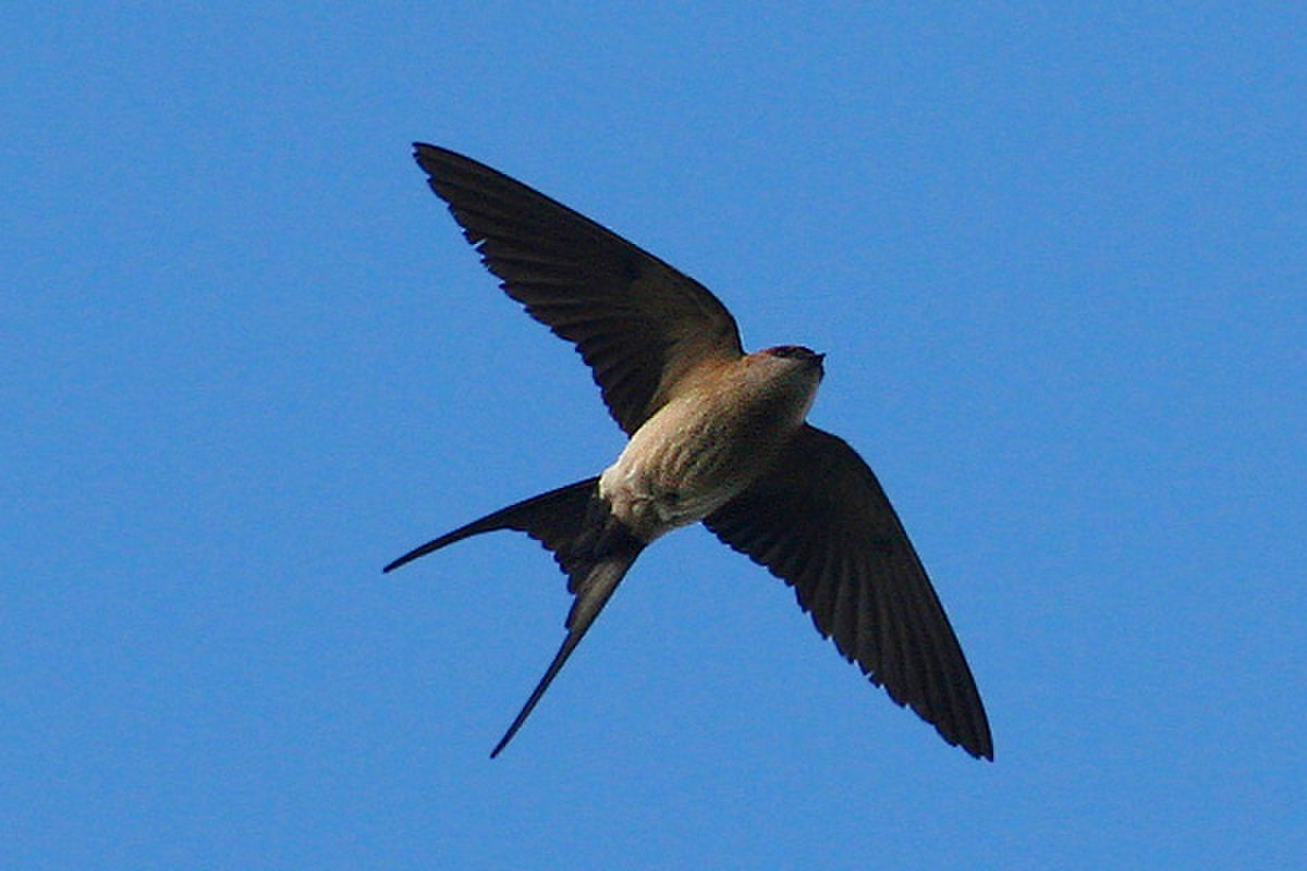 Hirondelle rousseline