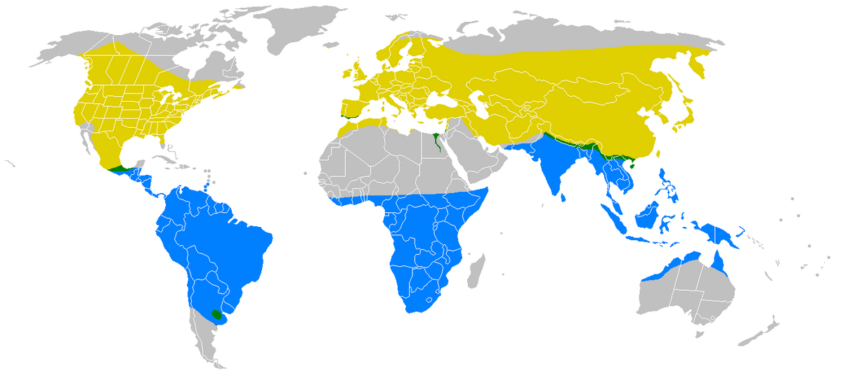 Hirundo rustica.png