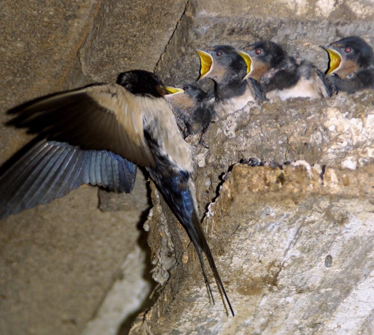 Hirundo rustica.jpg