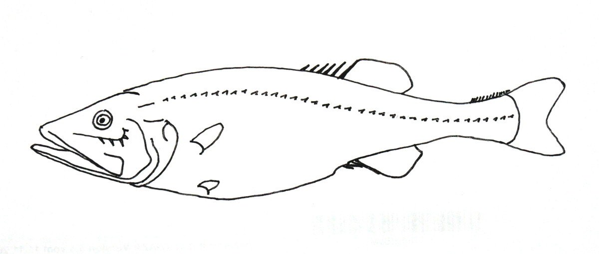 Hispidoberyx ambagiosus