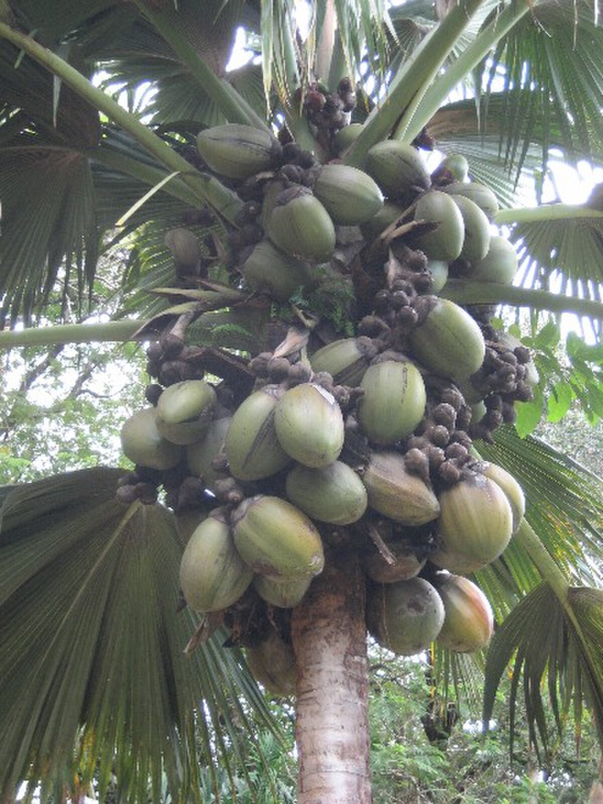 Cocotier