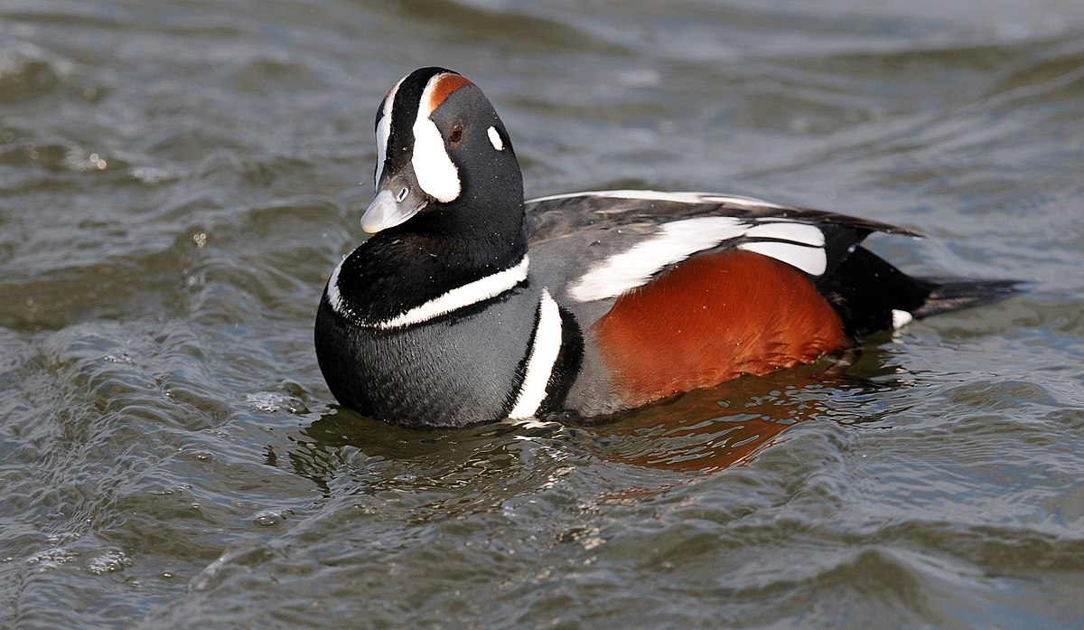 Arlequin plongeur