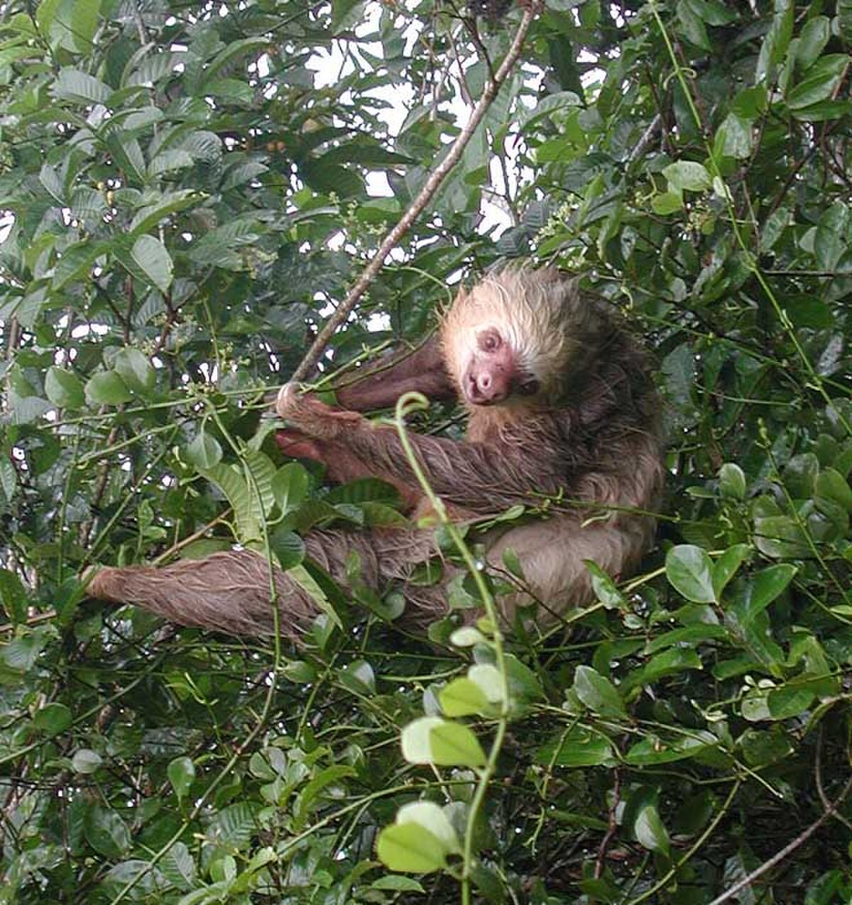 Megalonychidae