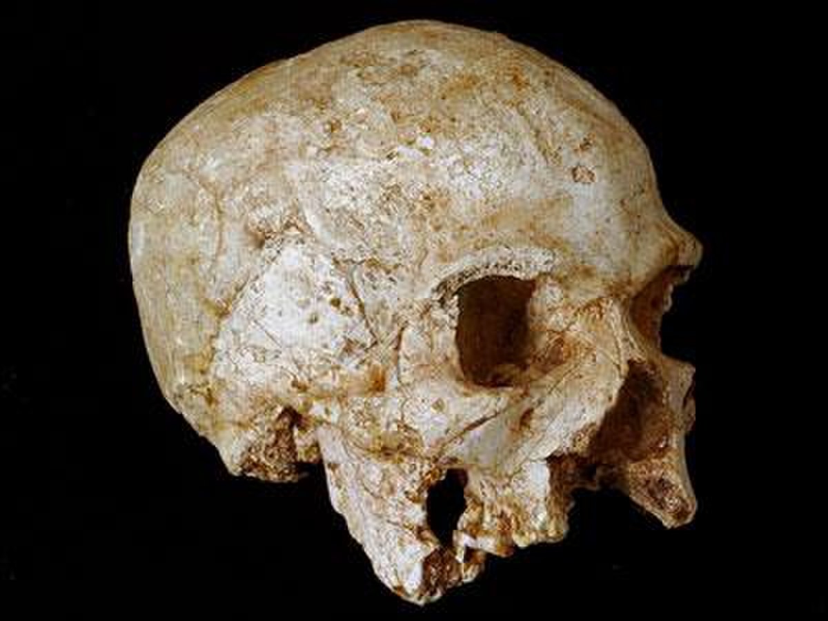 Hofmeyr Skull.jpg