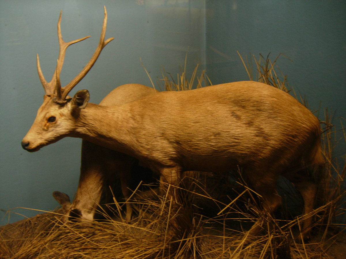 Cerf cochon