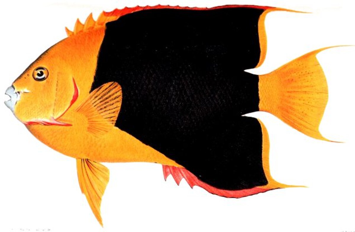 Holacanthus