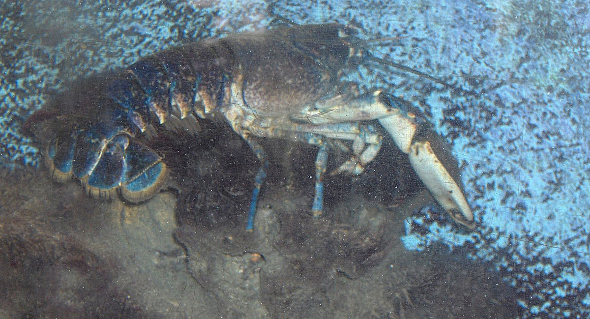 Homarus gammarus