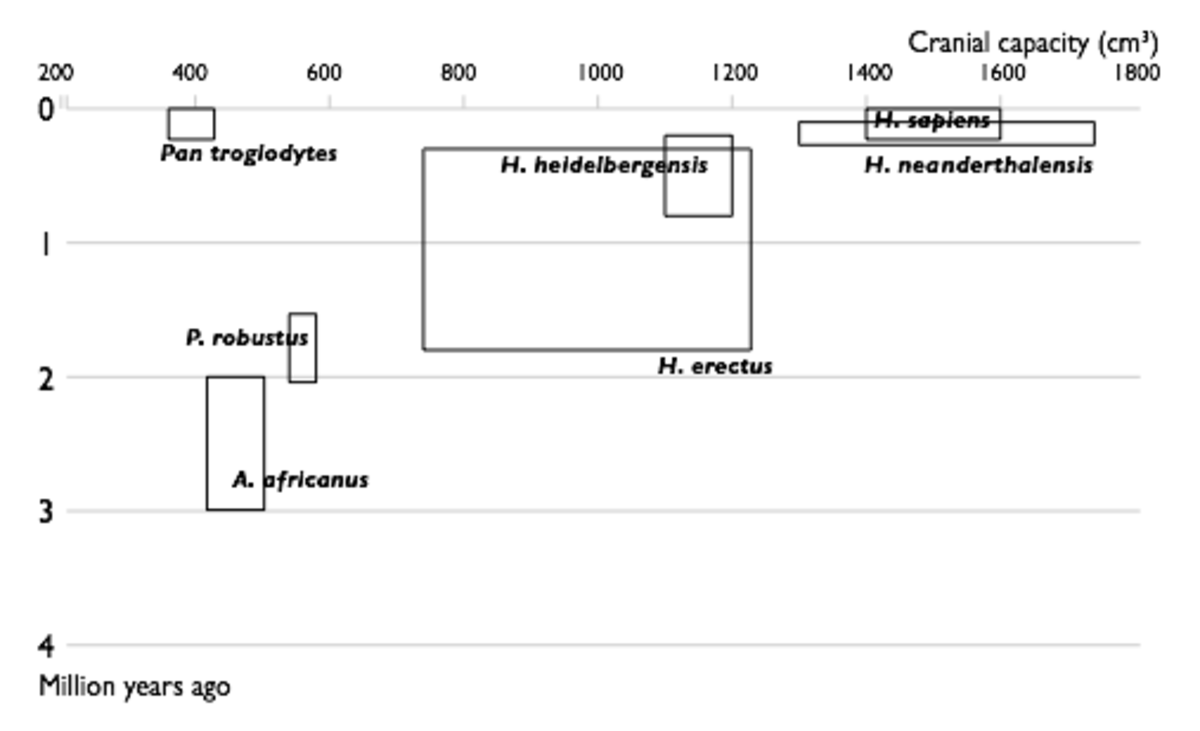 Described Hominin species, 1950