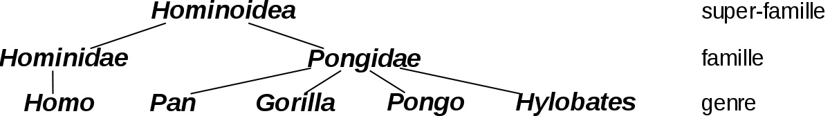 Hominoidea-1-fr.svg