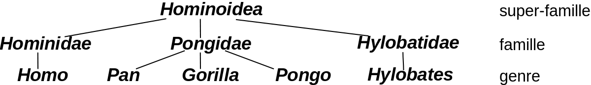 Hominoidea-2-fr.svg