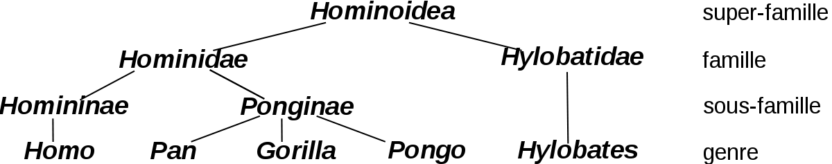 Hominoidea-3-fr.svg