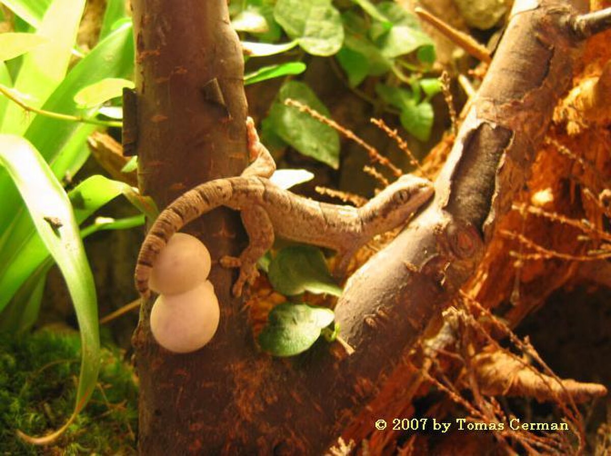 Homopholis fasciata