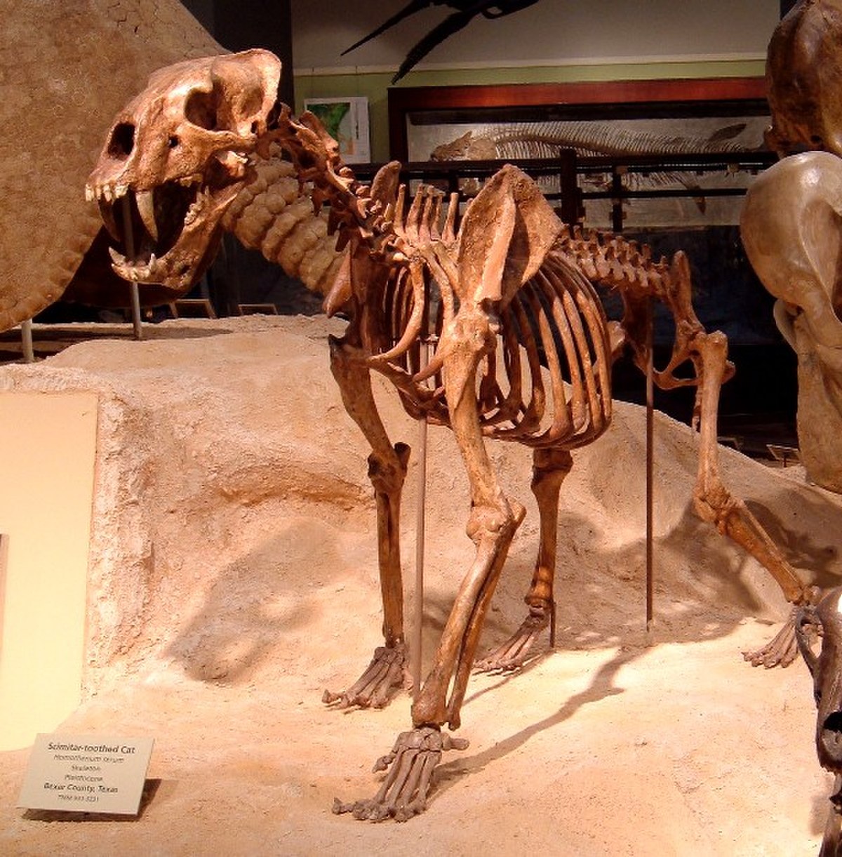 Homotherium