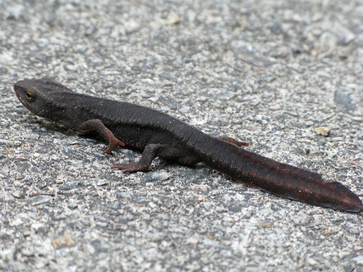 Paramesotriton
