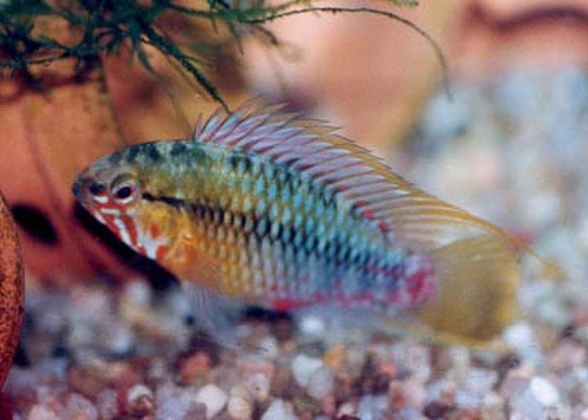 Apistogramma