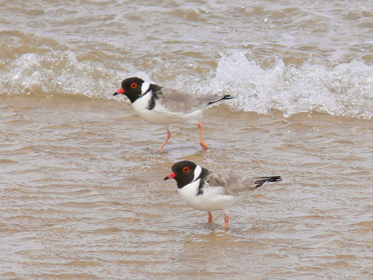 Hooded plover444.jpg