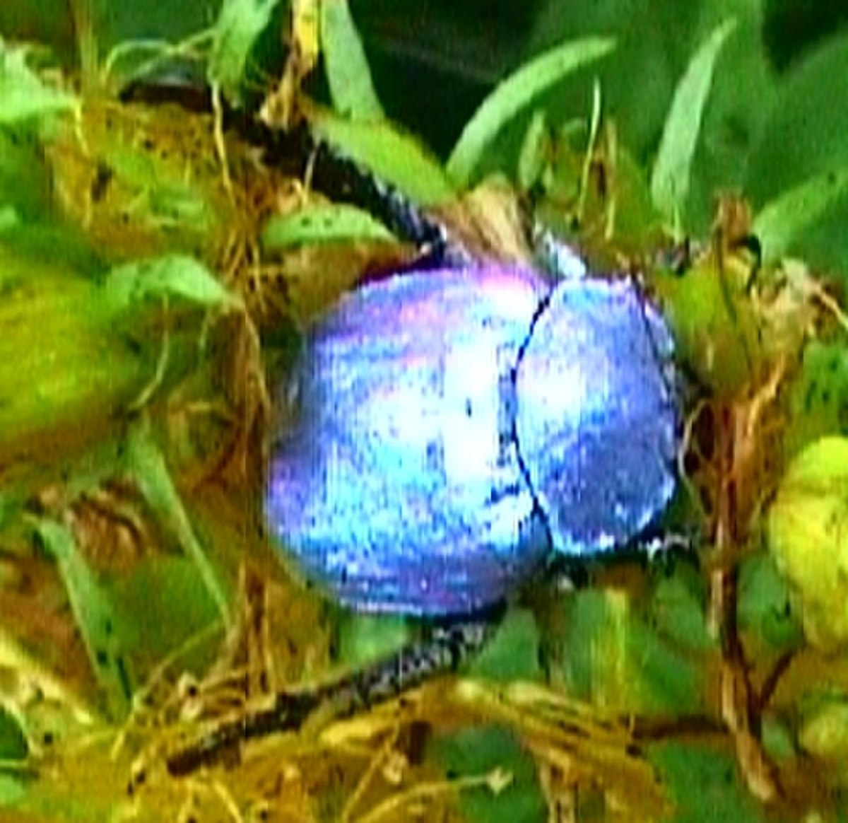 Hoplia