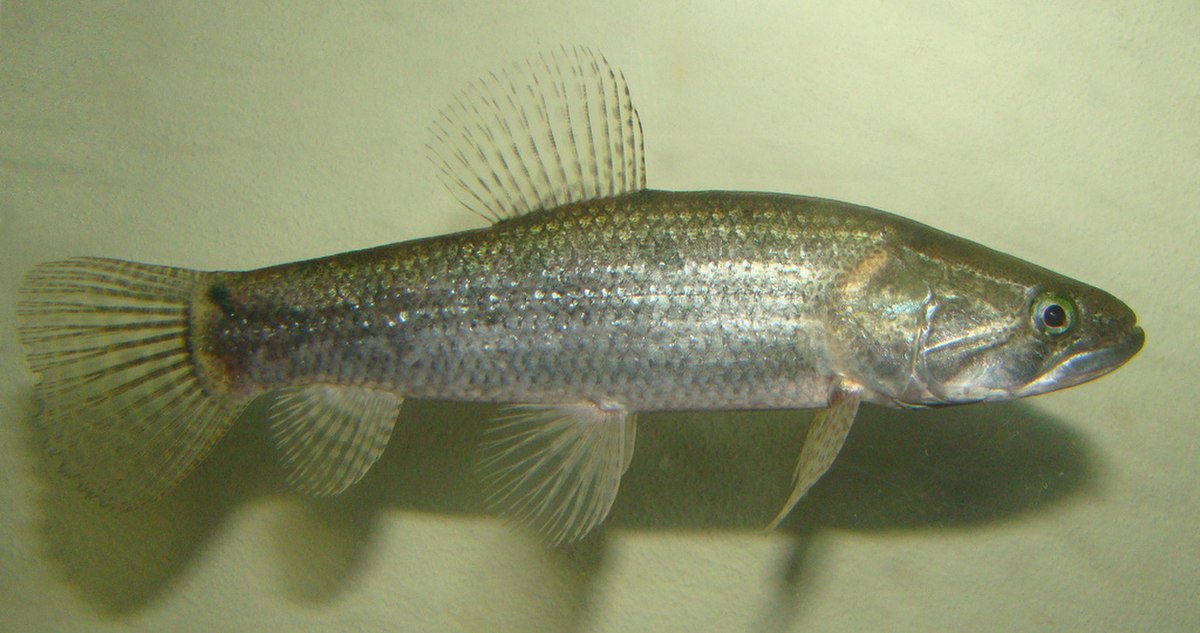 Hoplias