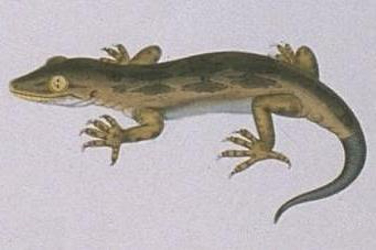 Hoplodactylus pacificus