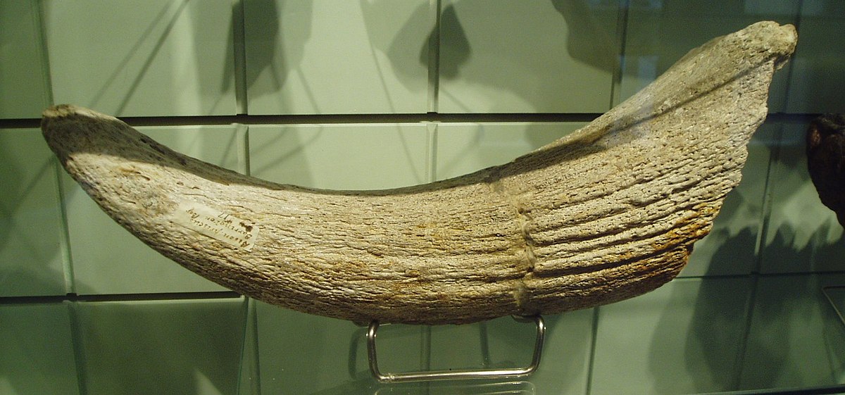 Bison des steppes